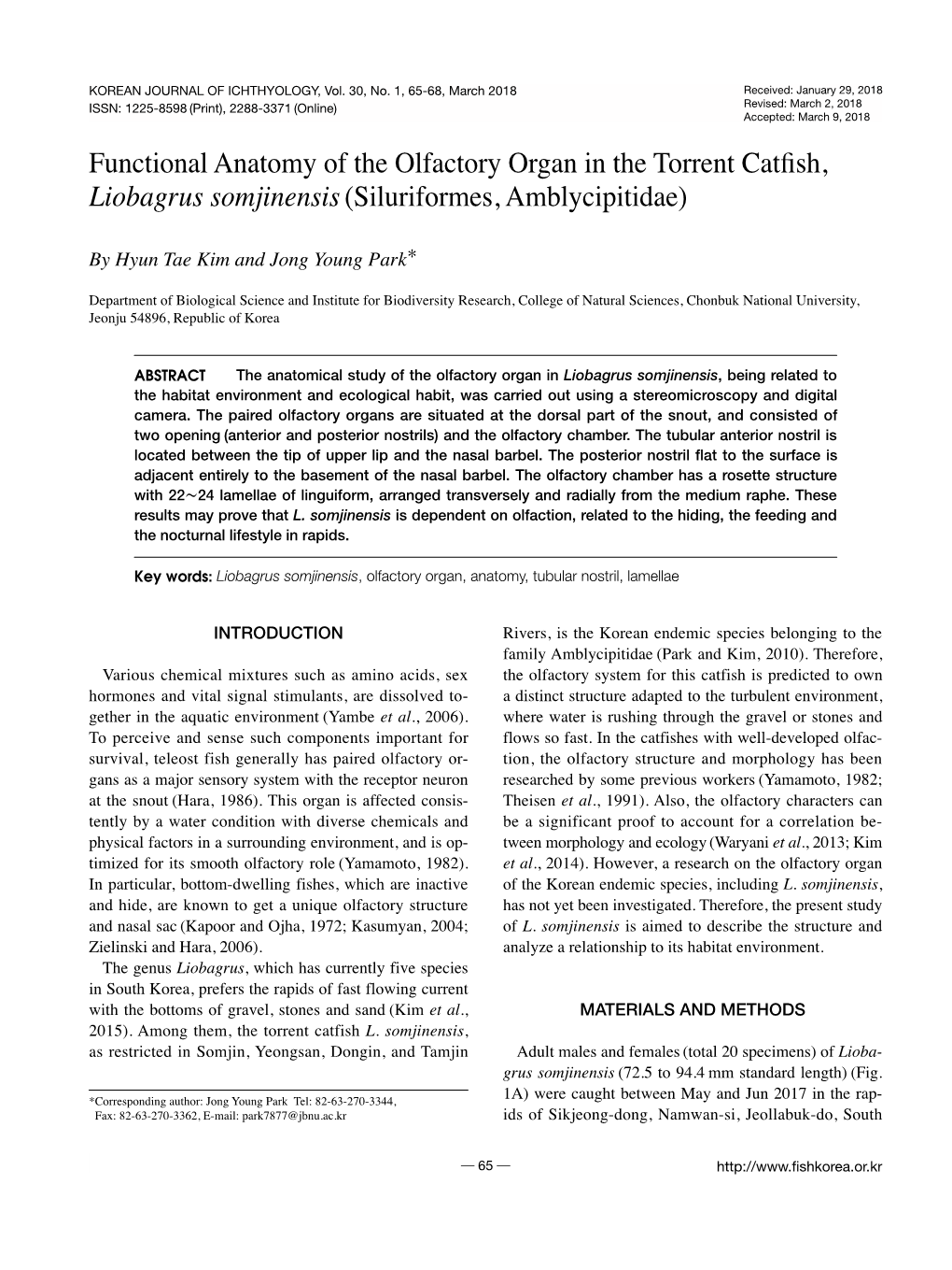 Functional Anatomy of the Olfactory Organ in the Torrent Catfish, Liobagrus Somjinensis (Siluriformes, Amblycipitidae)