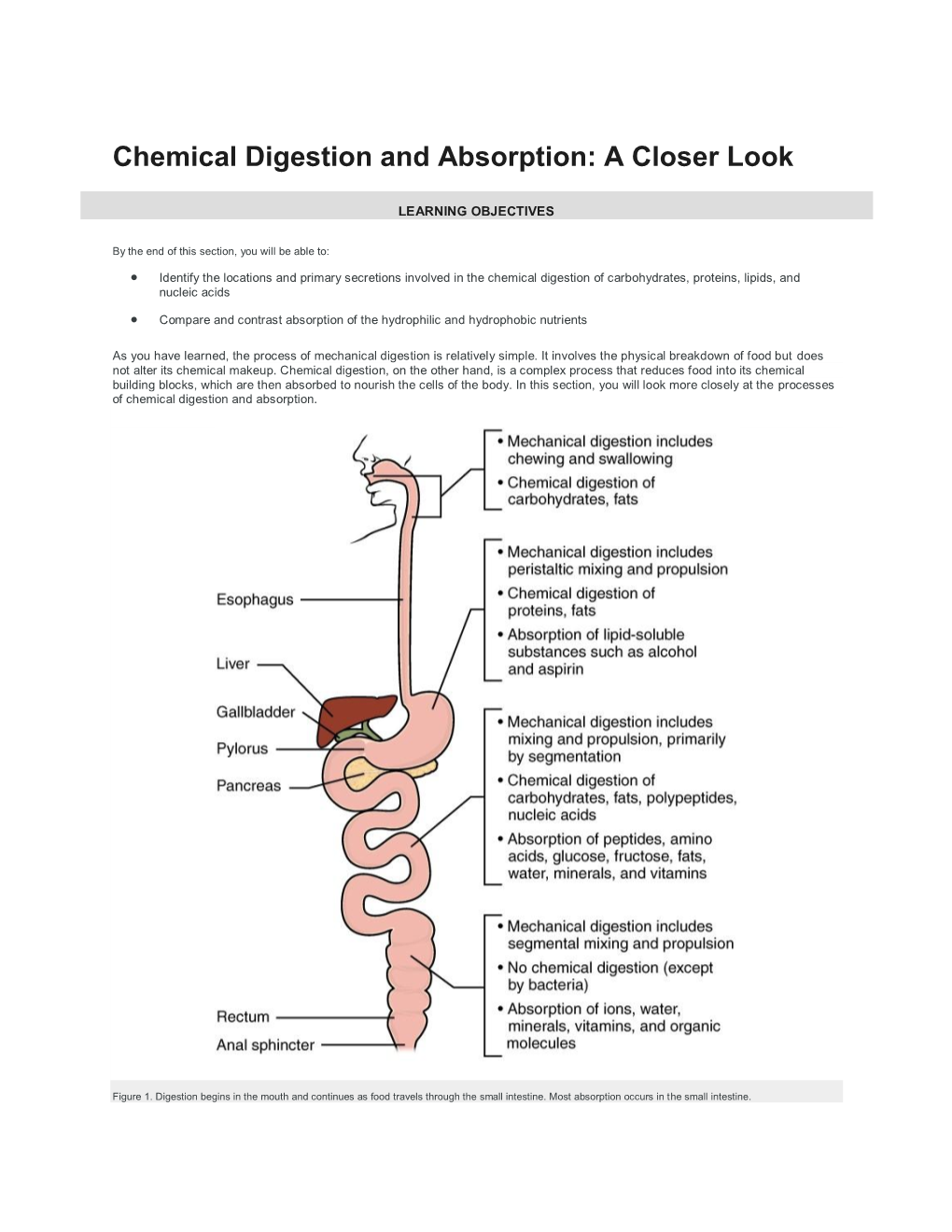 Chemical Digestion and Absorption: a Closer Look
