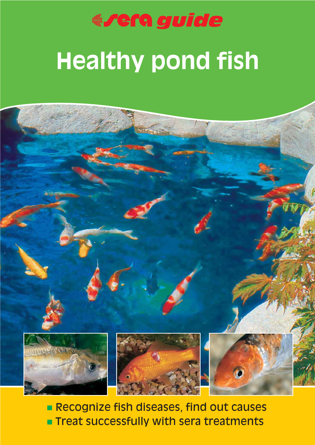 Healthy Pond Fish