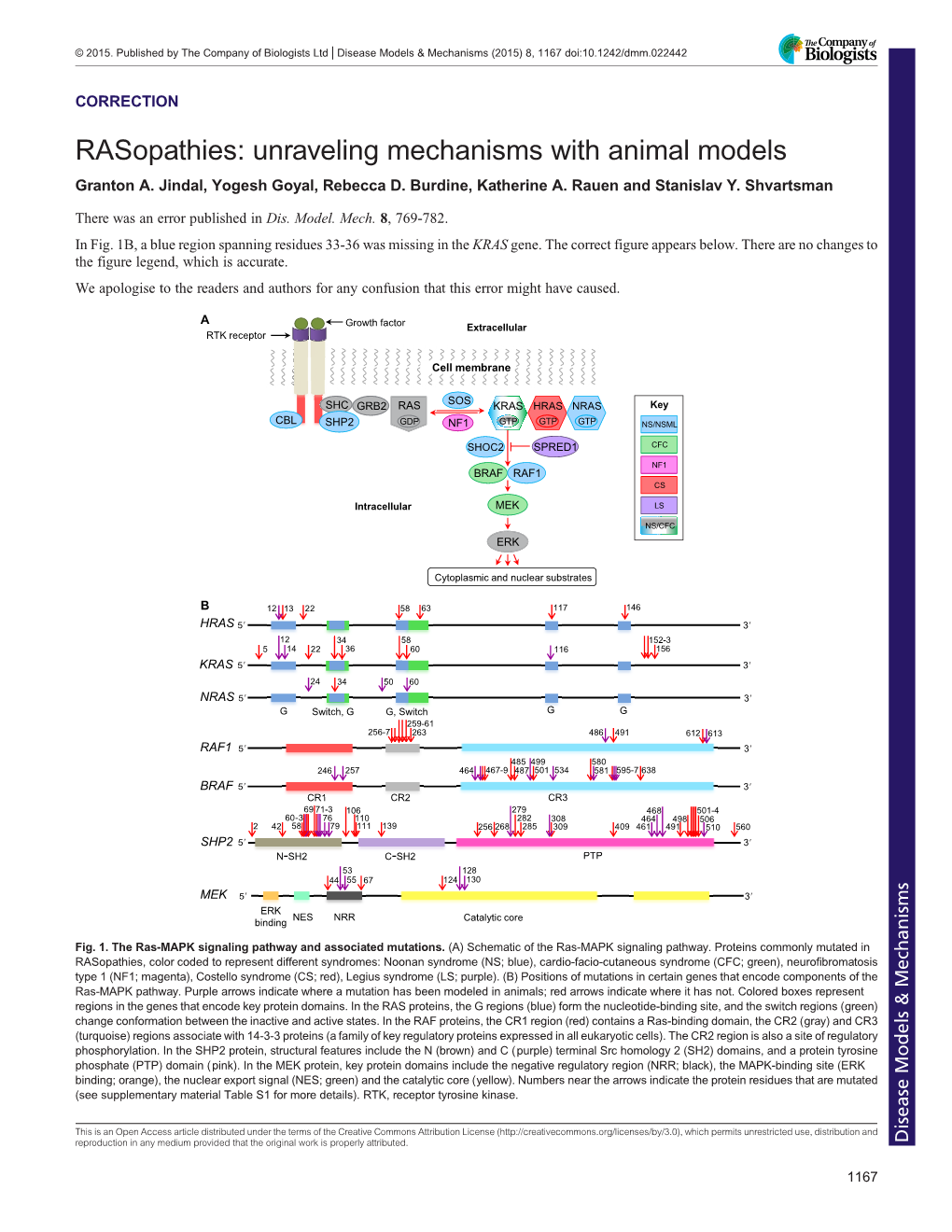 Rasopathies: Unraveling Mechanisms with Animal Models Granton A