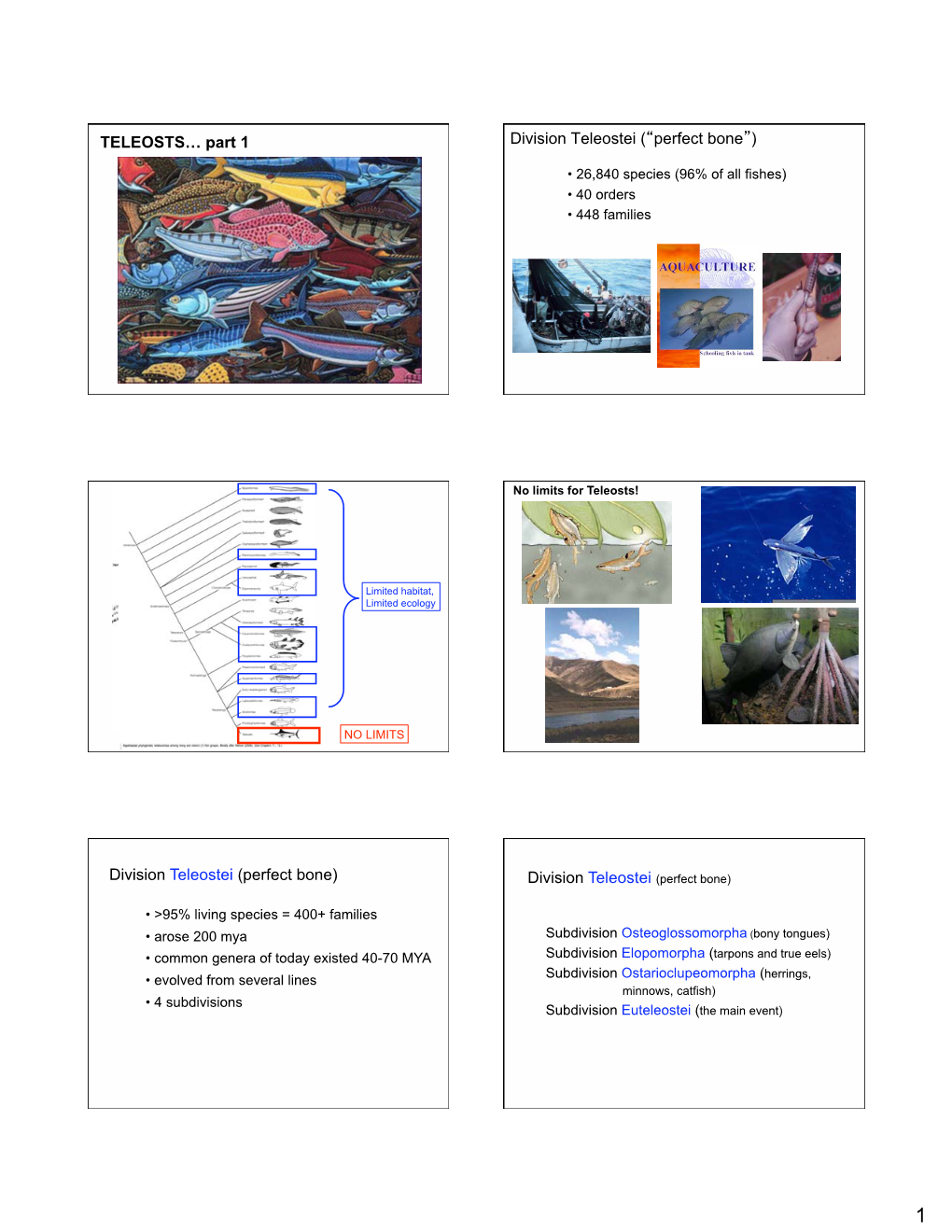 TELEOSTS… Part 1 Division Teleostei ( Perfect Bone