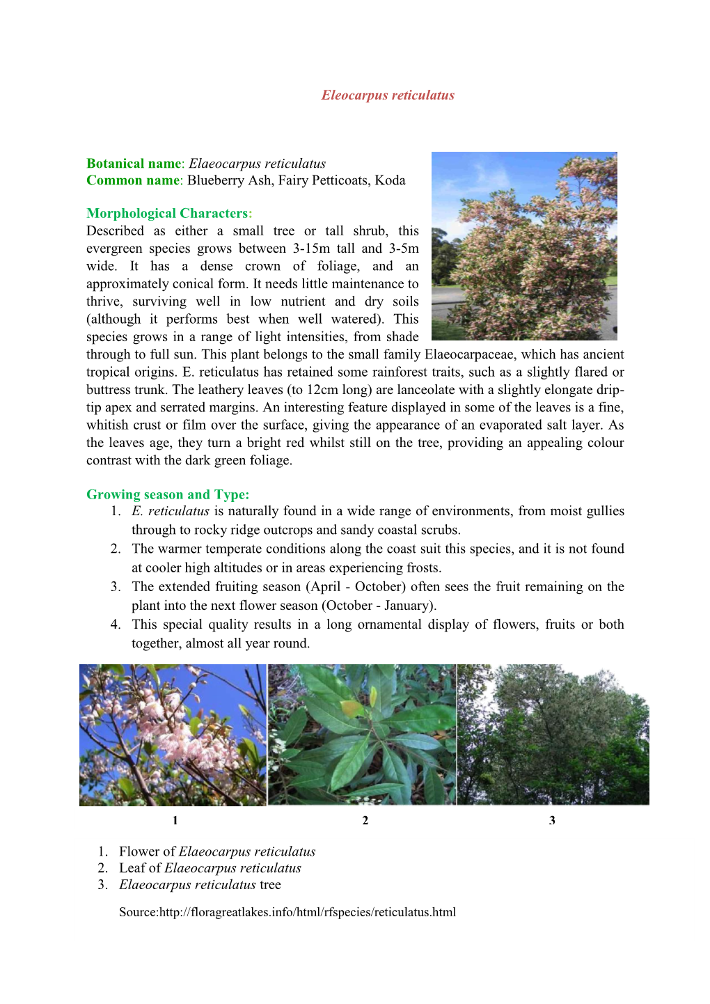 Eleocarpus Reticulatus Botanical Name: Elaeocarpus Reticulatus Common