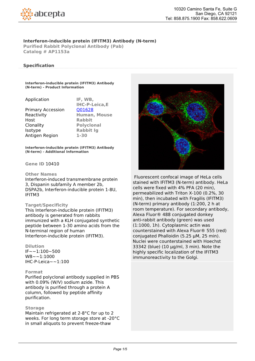 Interferon-Inducible Protein (IFITM3) Antibody (N-Term) Purified Rabbit Polyclonal Antibody (Pab) Catalog # Ap1153a