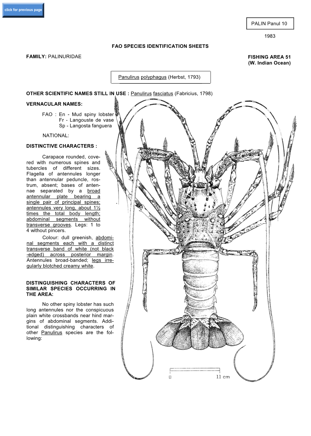 Panulirus Polyphagus (Herbst, 1793)