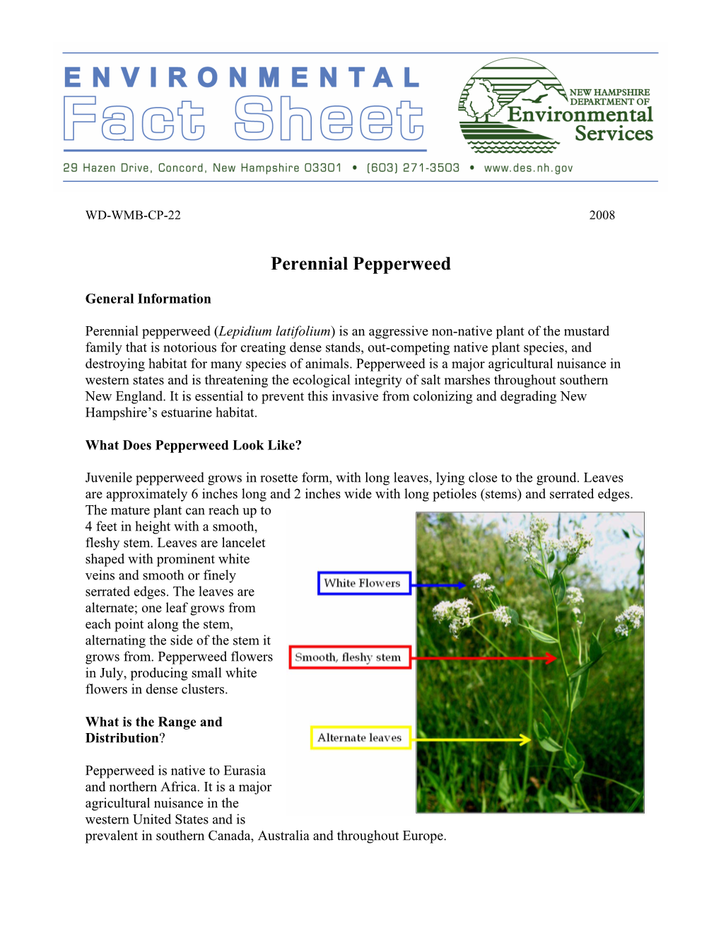 Perennial Pepperweed