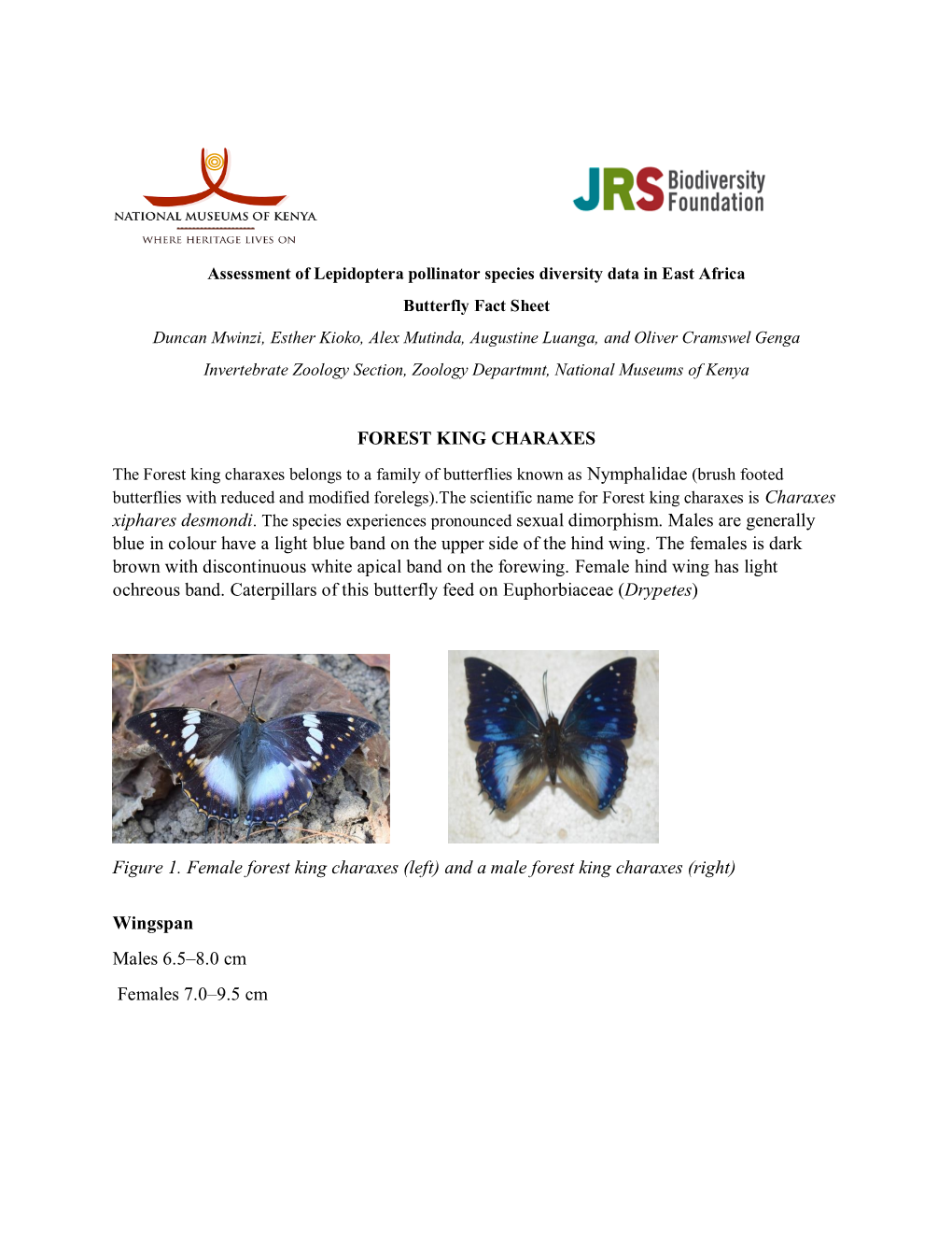 Fact Sheet Charaxes Xiphares Desmondi