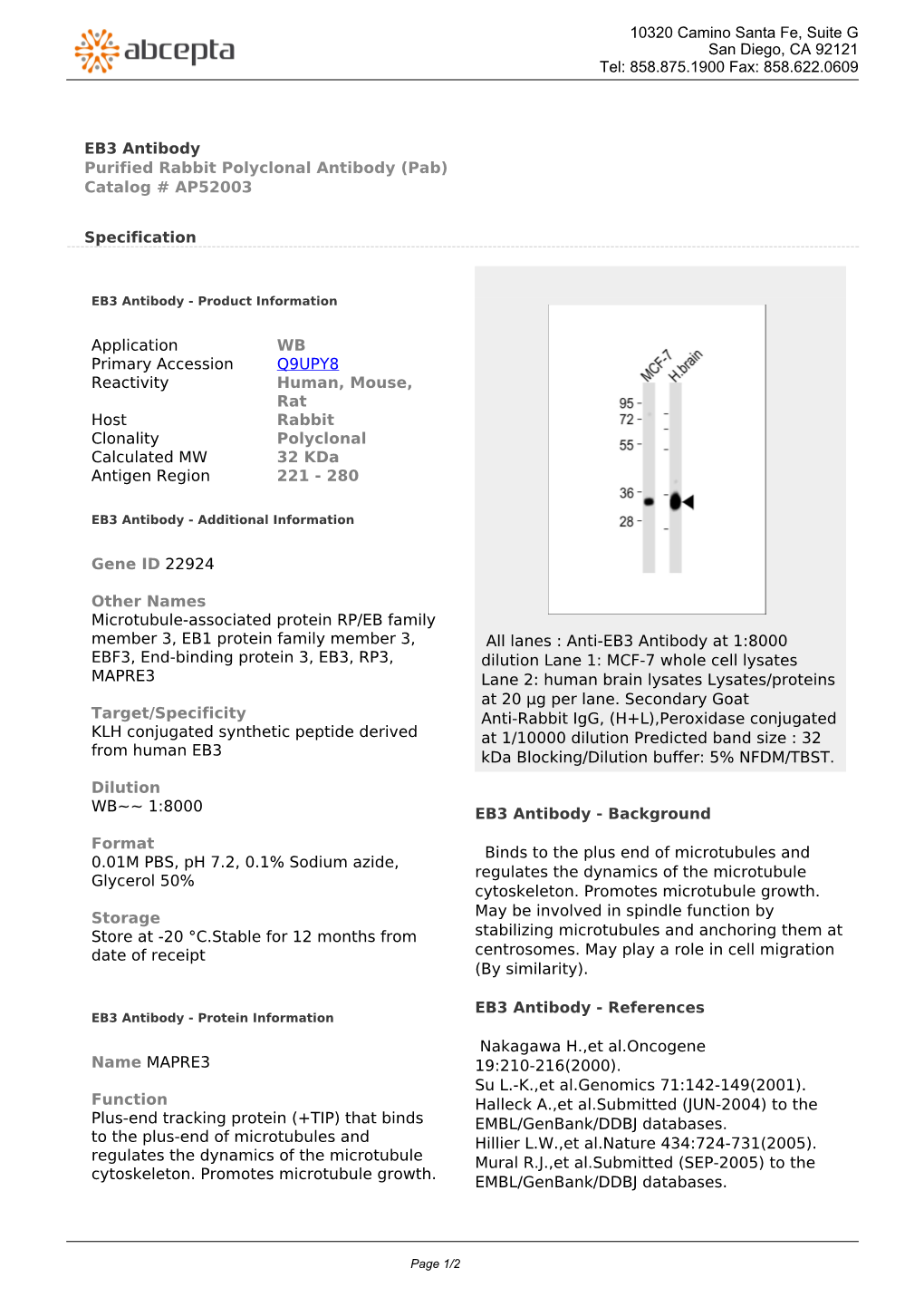 EB3 Antibody Purified Rabbit Polyclonal Antibody (Pab) Catalog # AP52003