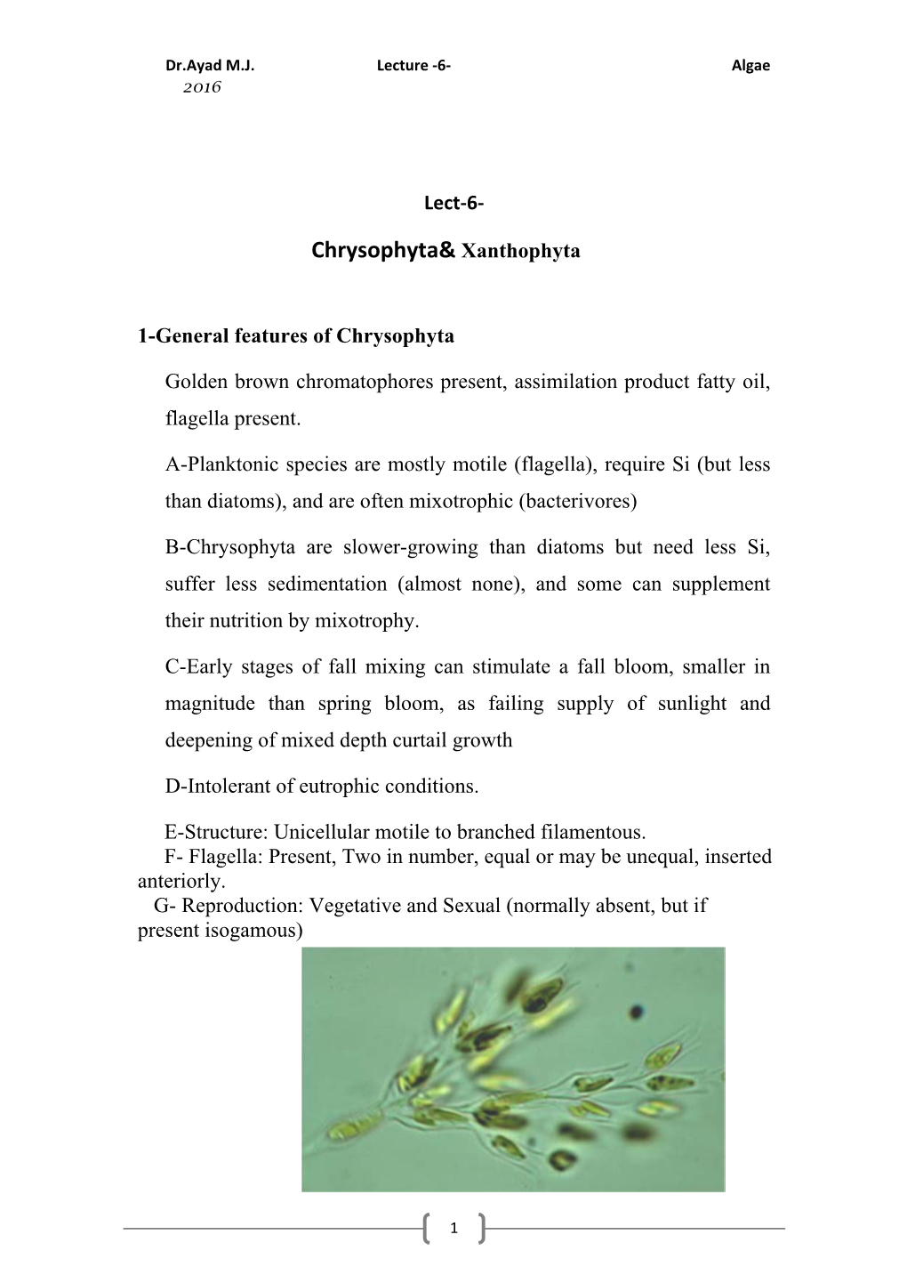 Chrysophyta& Xanthophyta