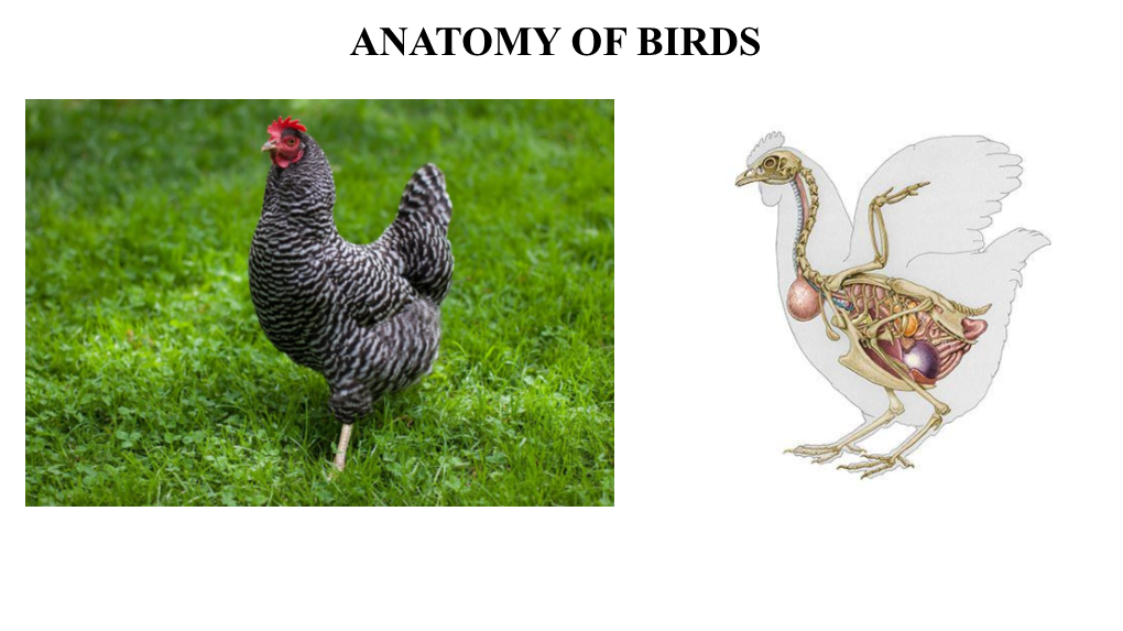 Anatomy of Birds Bones