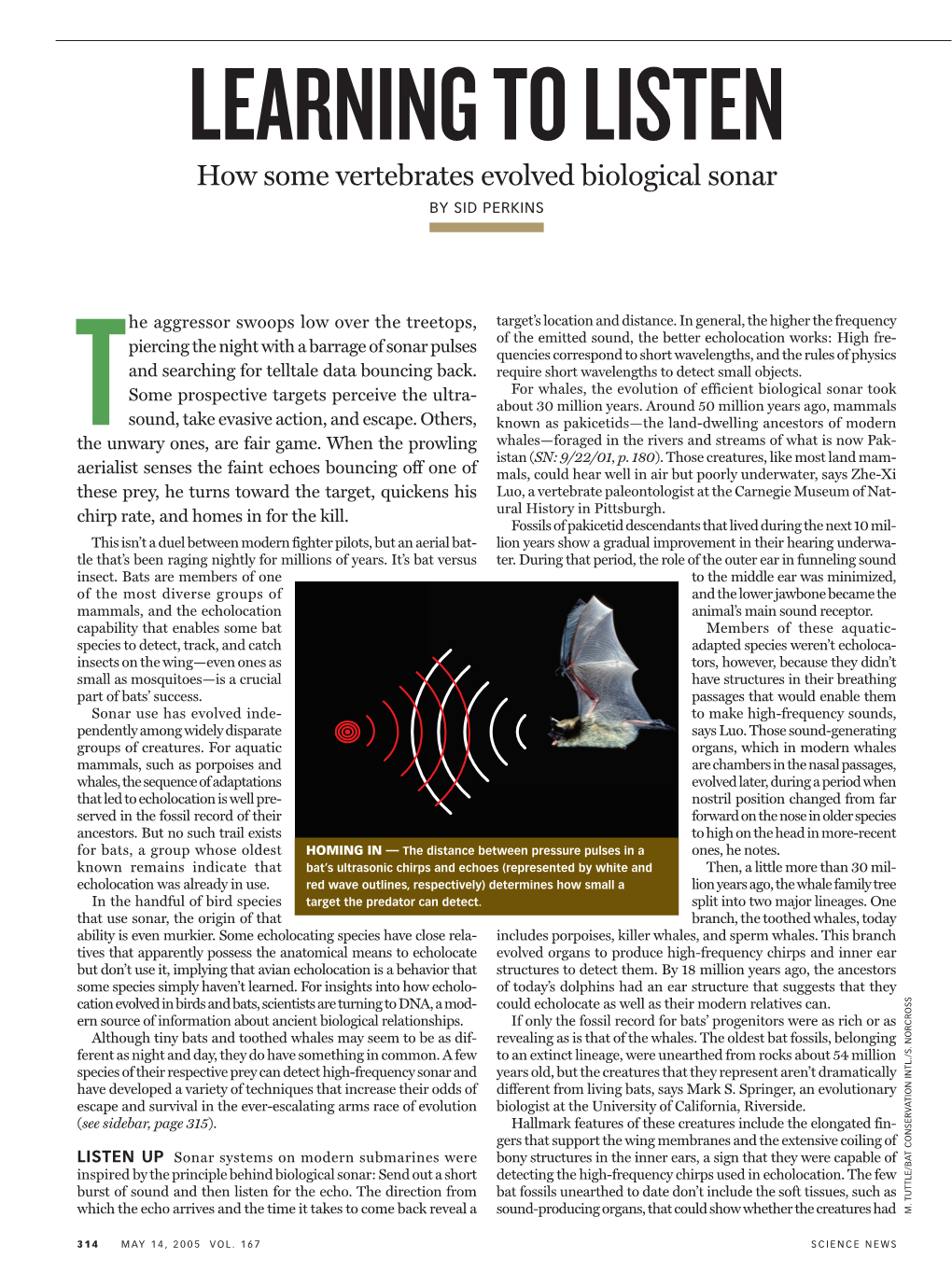 Learning to Listen: How Some Vertebrates Evolved Biological Sonar