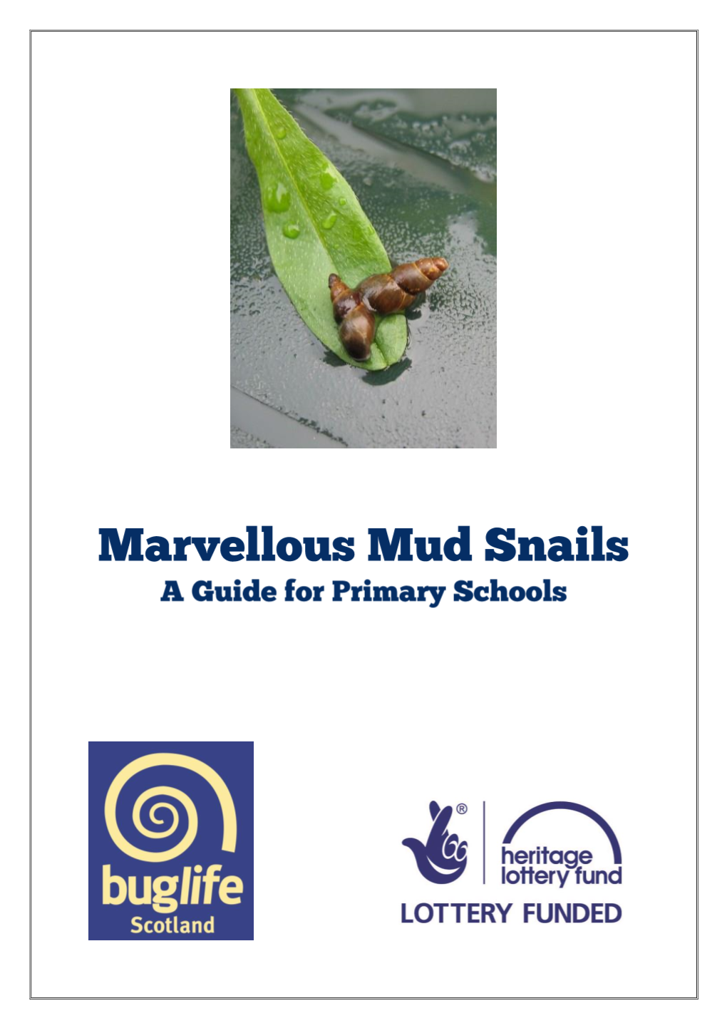 Marvellous Mud Snails