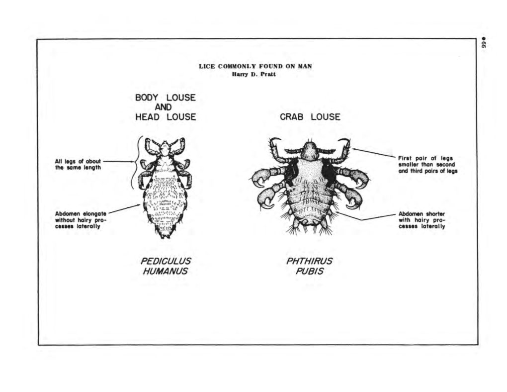 Lice (Anoplura)