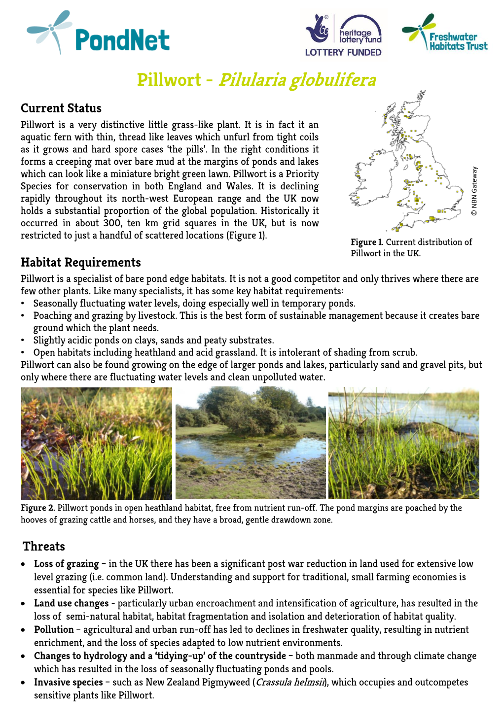 Pillwort - Pilularia Globulifera Current Status Pillwort Is a Very Distinctive Little Grass-Like Plant