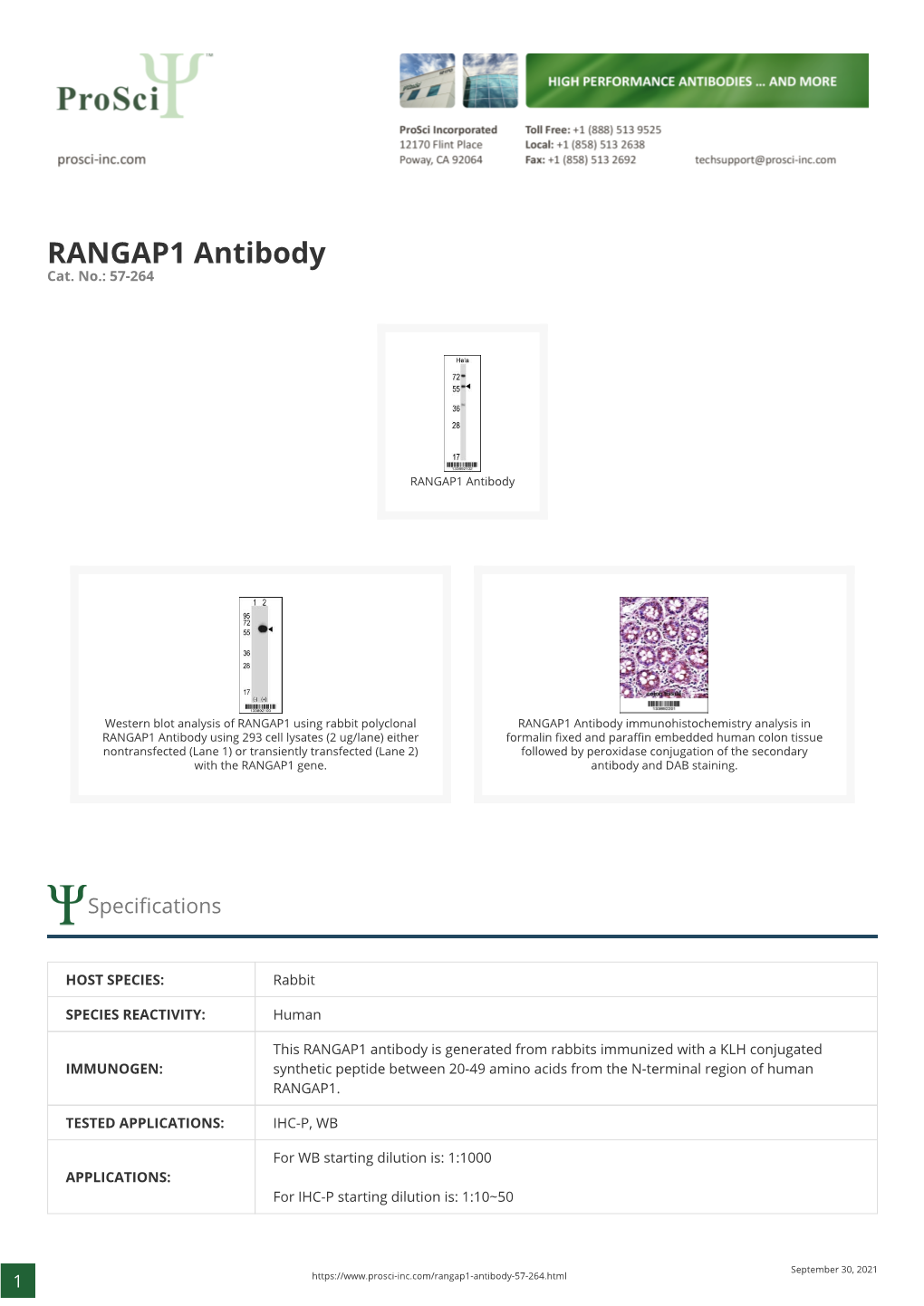 RANGAP1 Antibody Cat