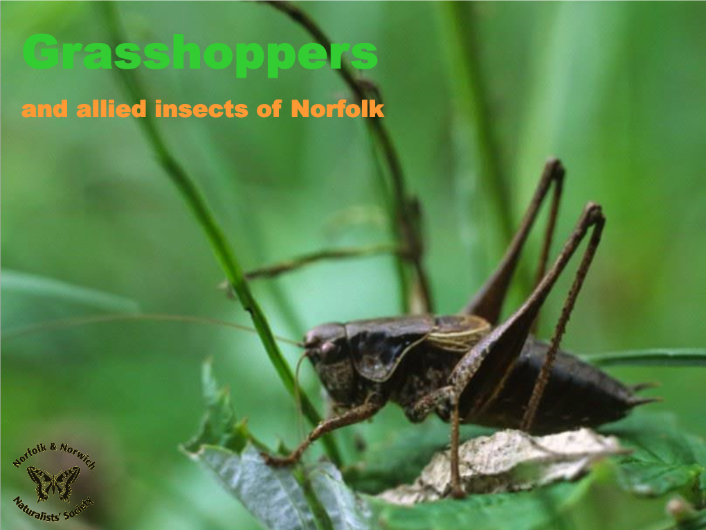Grasshoppers and Allied Insects of Norfolk Copyright Text, Maps, Photographs and Artwork Copyright David Richmond, County Orthoptera Recorder