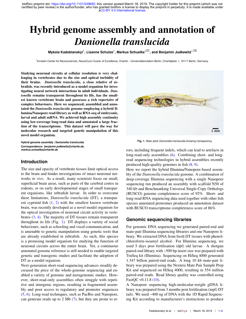 Hybrid Genome Assembly and Annotation of Danionella Translucida