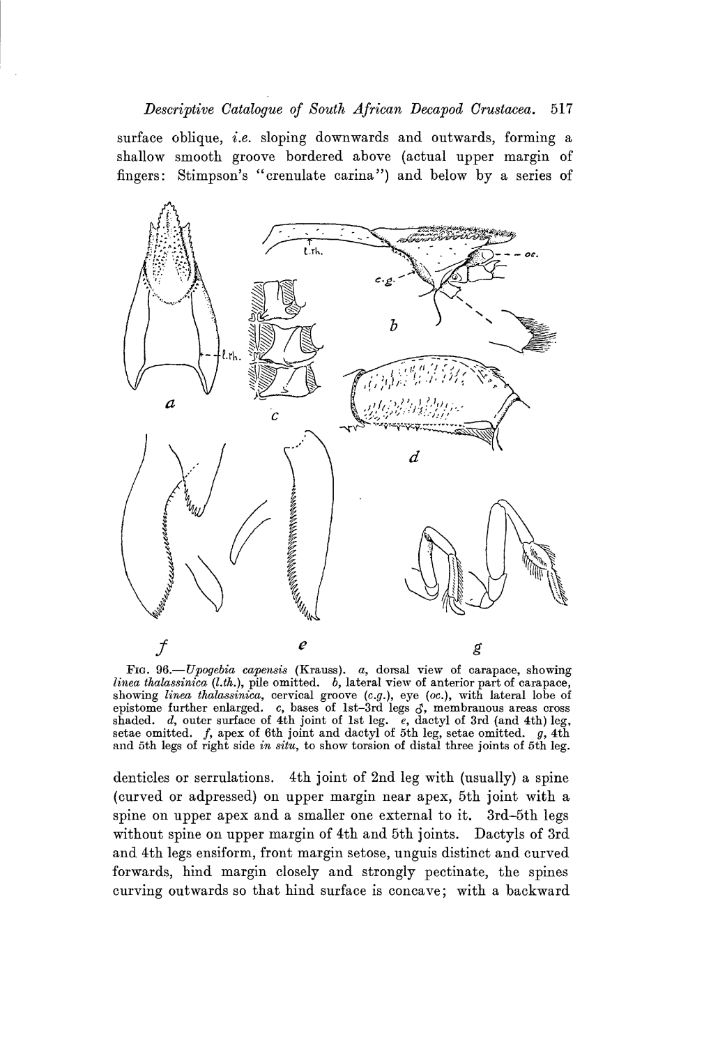 Descriptive Catalogue of South African Decapod Crustacea. 4.49 Surface Oblique, I.E