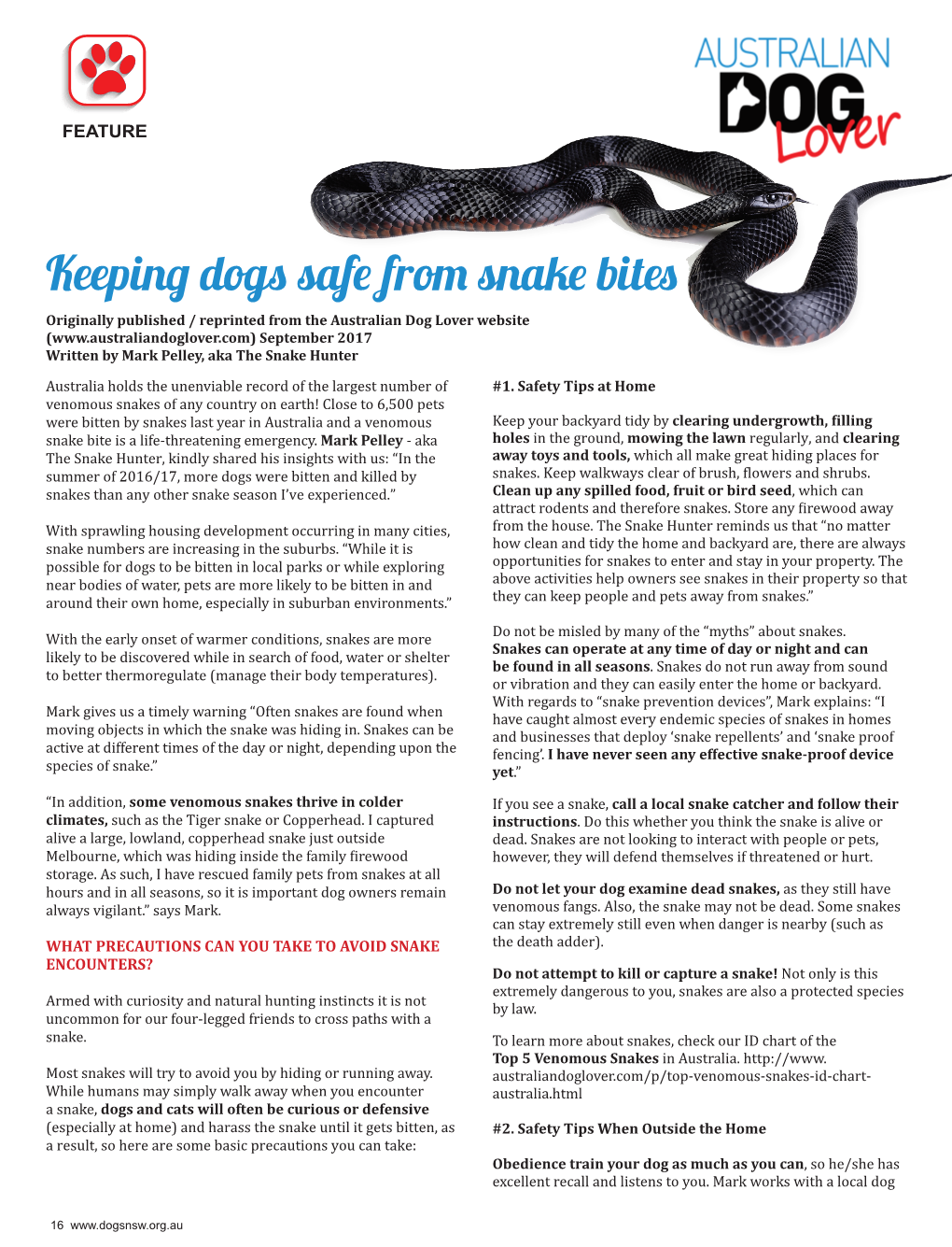 Keeping Dogs Safe from Snake Bites