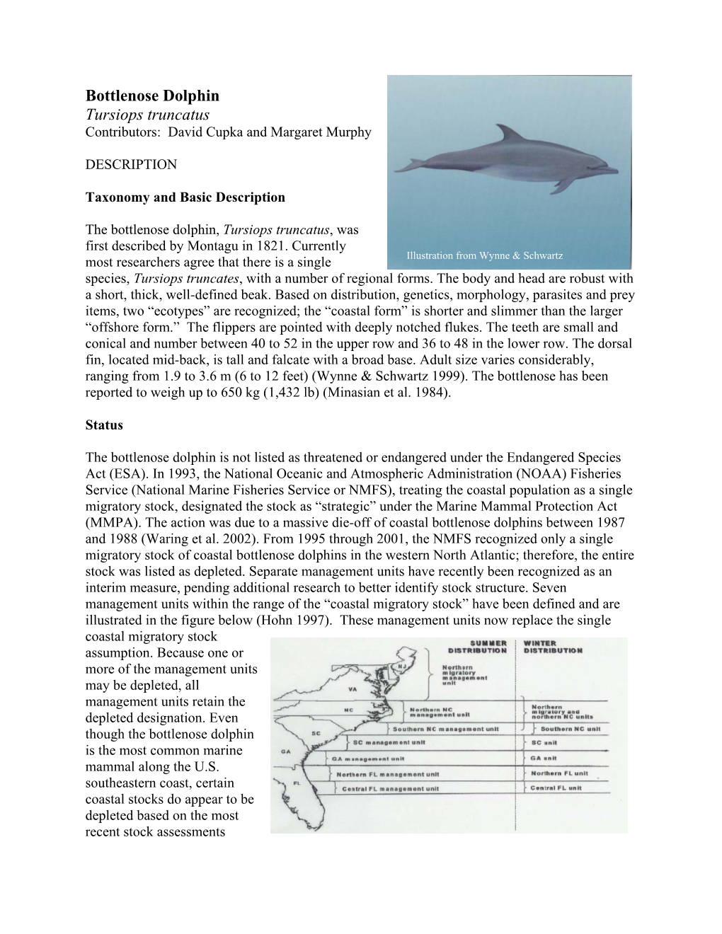Bottlenose Dolphin Tursiops Truncatus Contributors: David Cupka and Margaret Murphy