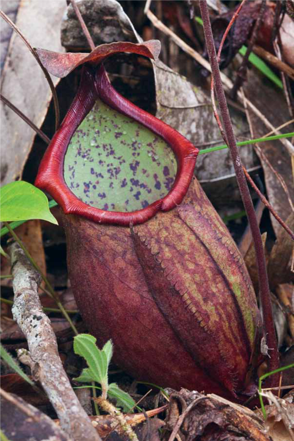 Nepenthes Thorelii, an Emended Description and Novel Ecological Data Resulting from Its Rediscovery in Tay Ninh, Vietnam