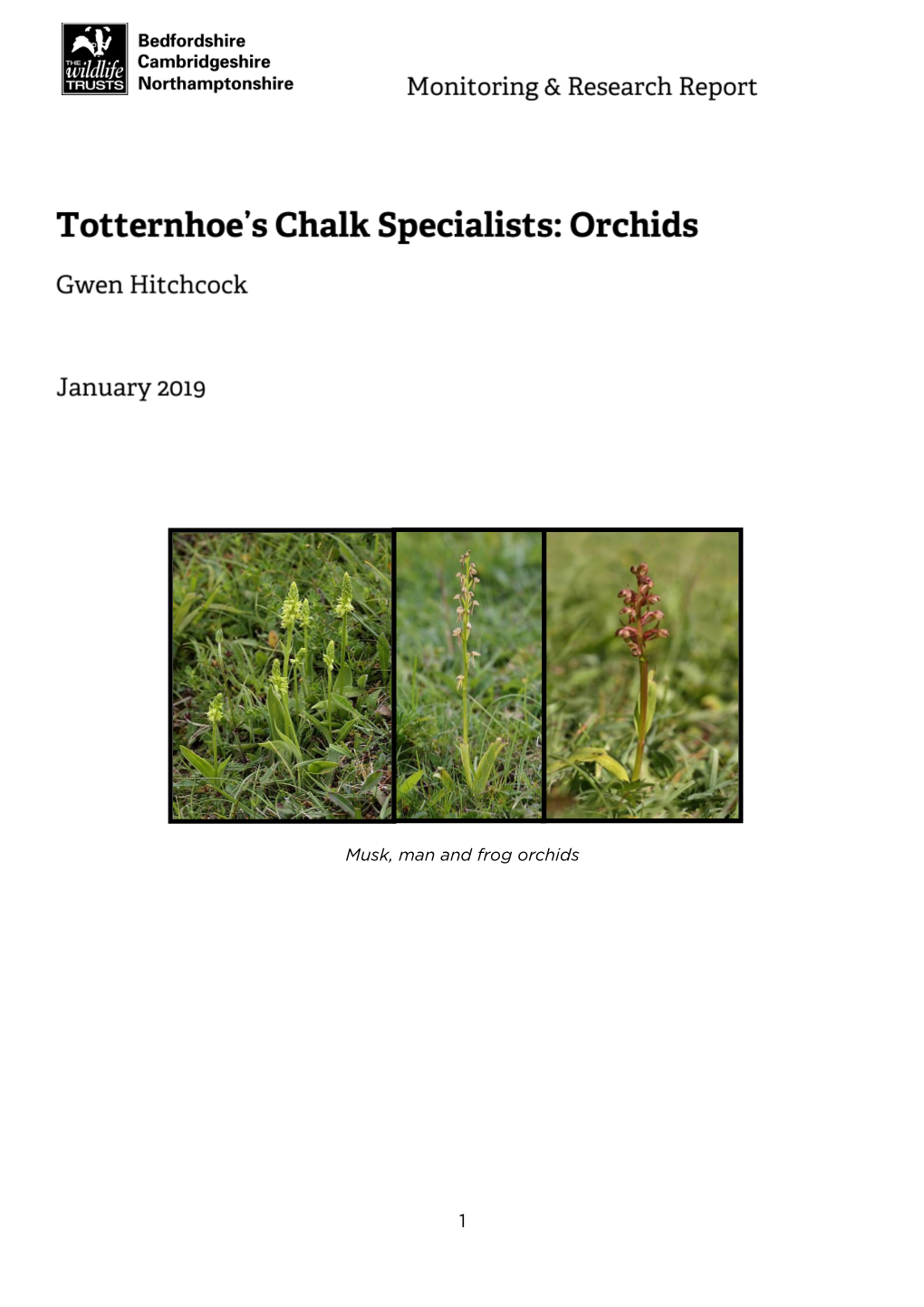 Totternhoe Orchid Report