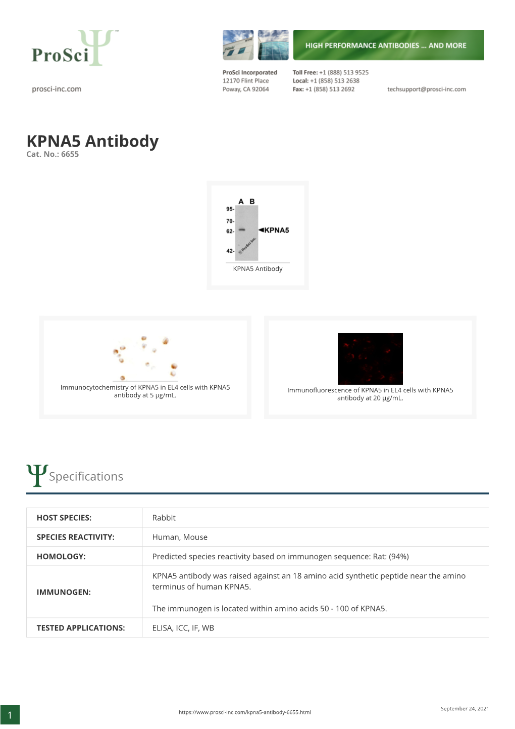 KPNA5 Antibody Cat