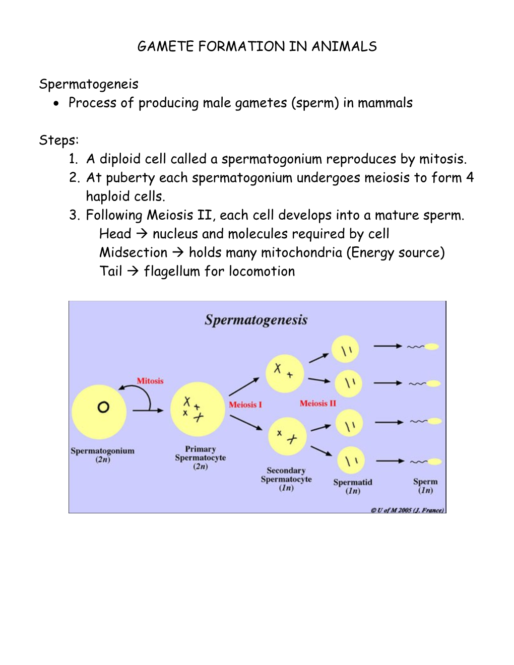 Gamete Formation in Animals