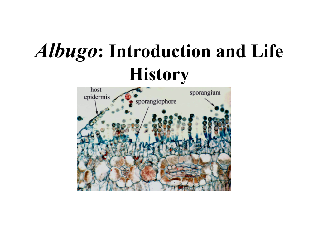 Albugo: Introduction and Life History Albugo (Means White in Latin), the Only Genus of Family Albuginaceae Is Represented by More Than 25 Species