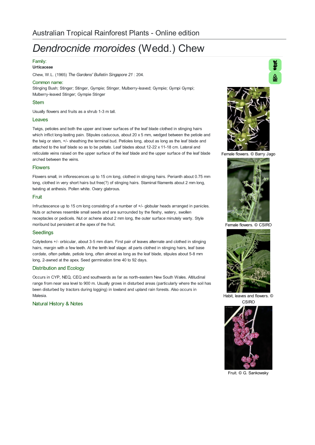 Dendrocnide Moroides (Wedd.) Chew Family: Urticaceae Chew, W.L