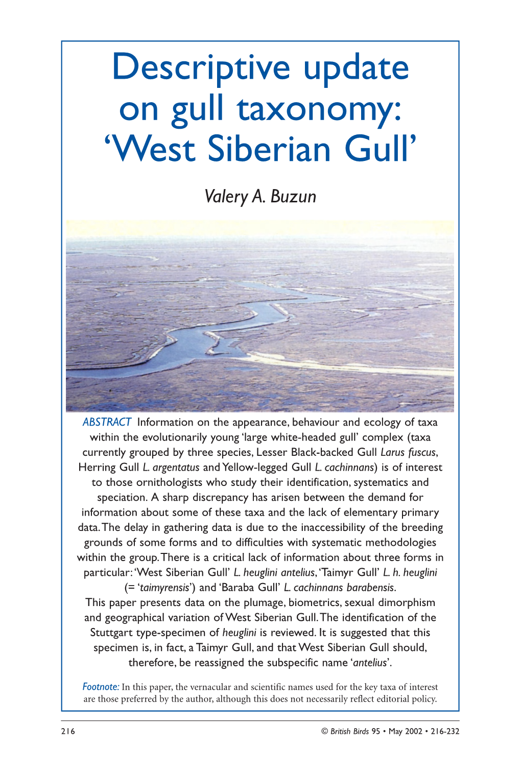 West Siberian Gull’ Valery A