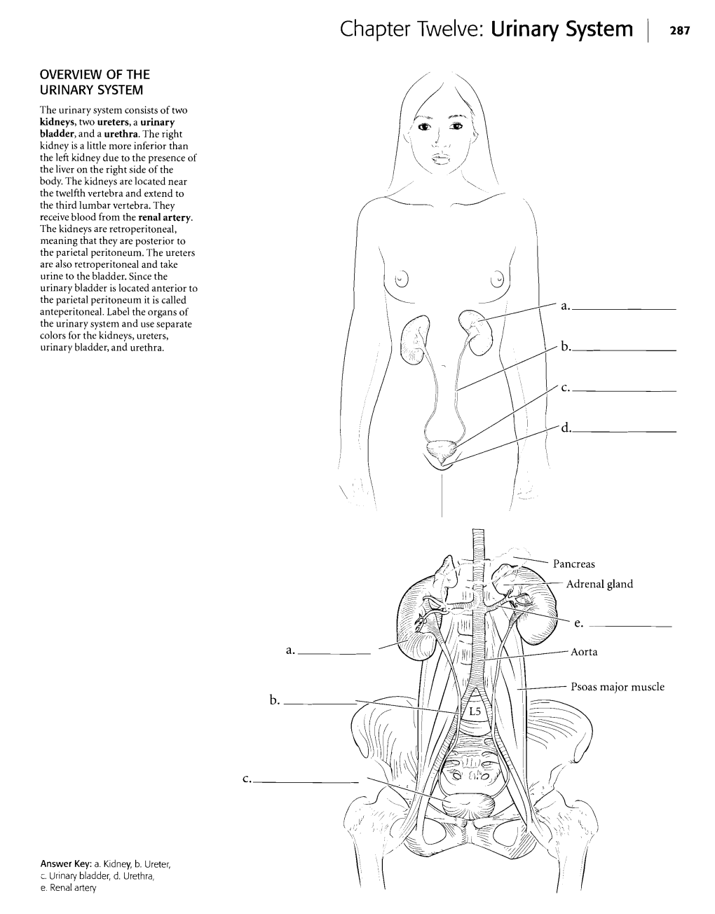 Chapter Twelve: Urinary System 287