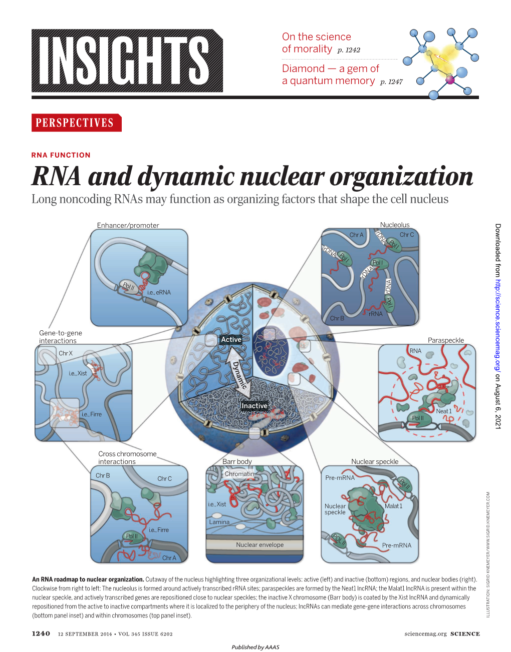 RNA and Dynamic Nuclear Organization Long Noncoding Rnas May Function As Organizing Factors That Shape the Cell Nucleus