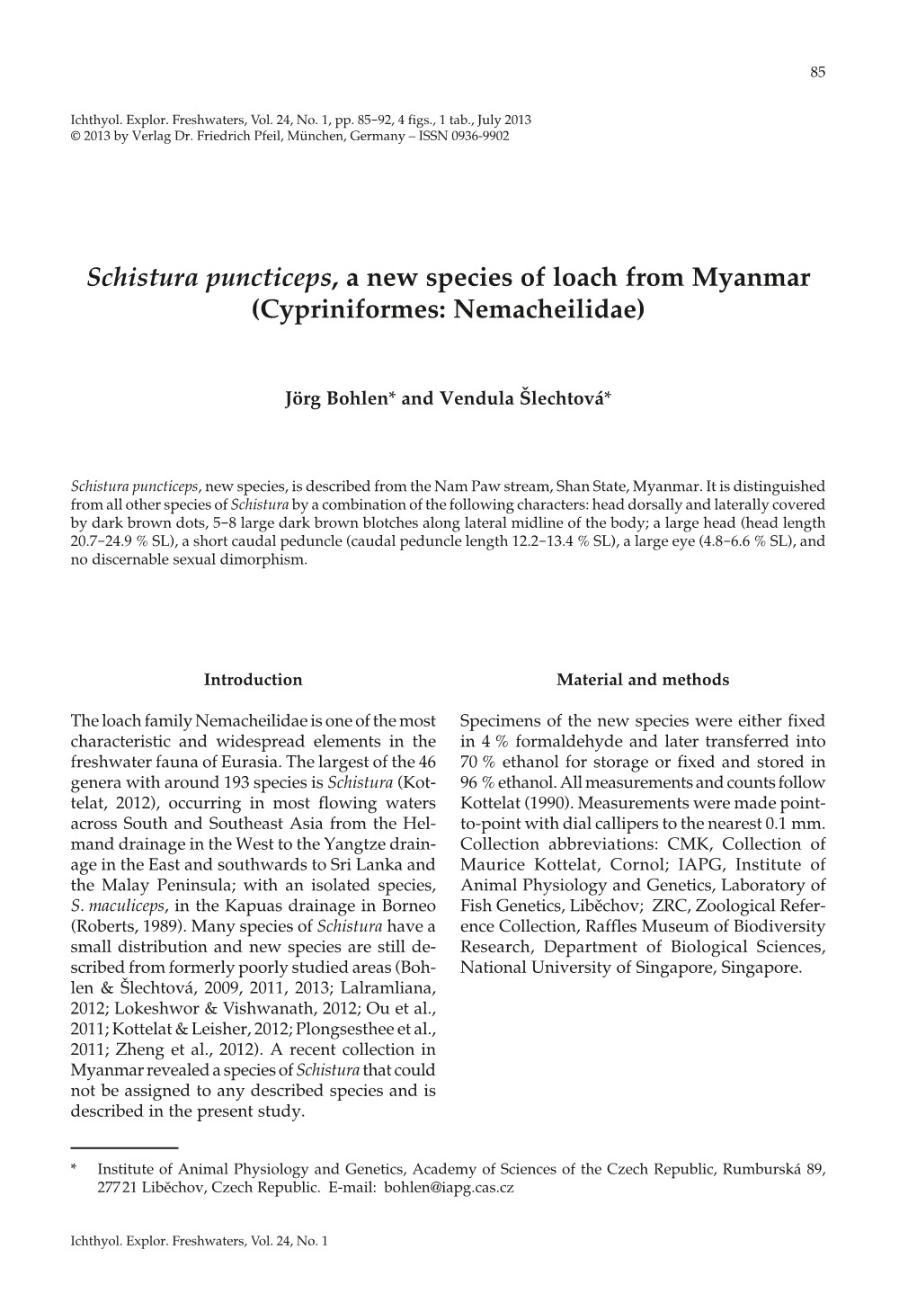 Schistura Puncticeps, a New Species of Loach from Myanmar (Cypriniformes: Nemacheilidae)