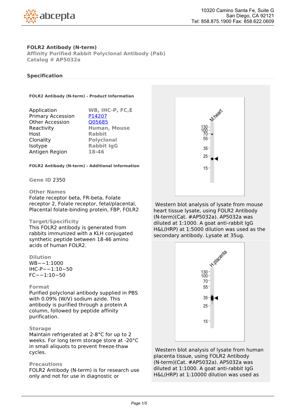 FOLR2 Antibody (N-Term) Affinity Purified Rabbit Polyclonal Antibody (Pab) Catalog # Ap5032a