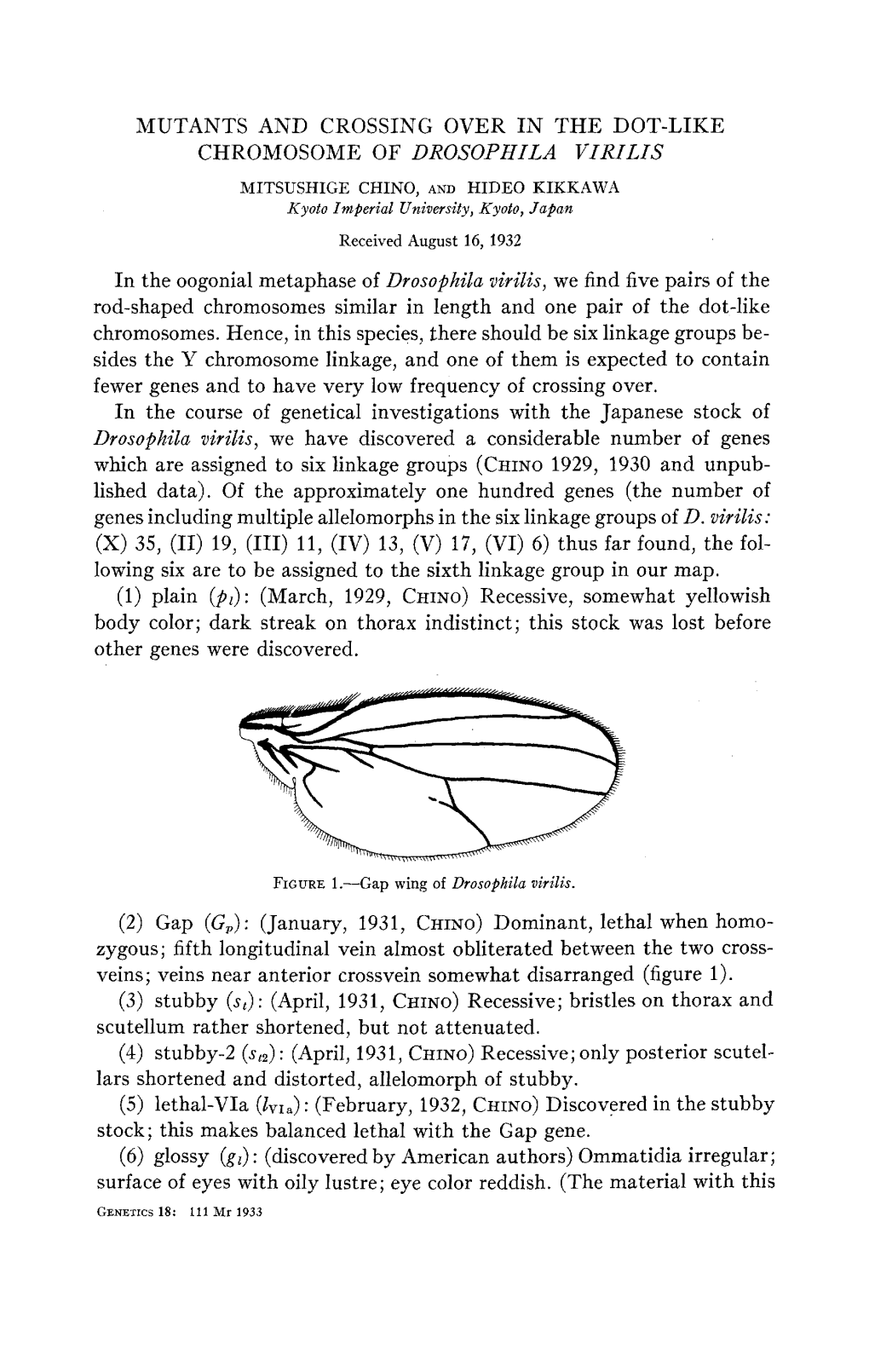 Chromosome of Drosophila Virilis