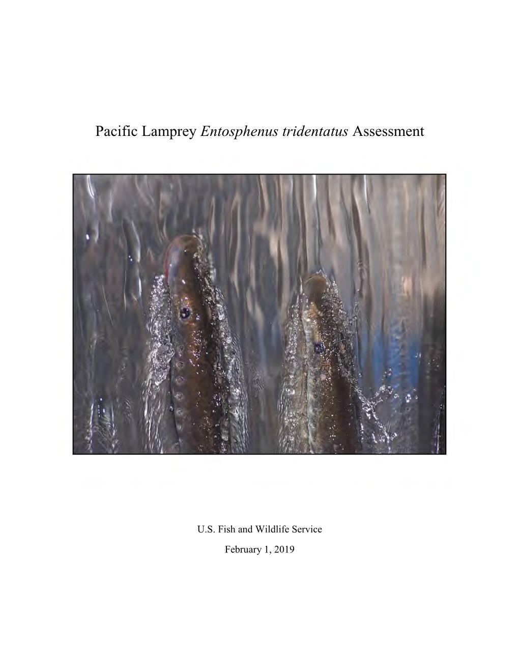 Pacific Lamprey (Entosphenus Tridentatus) Assessment and Template for Conservation Measures in California