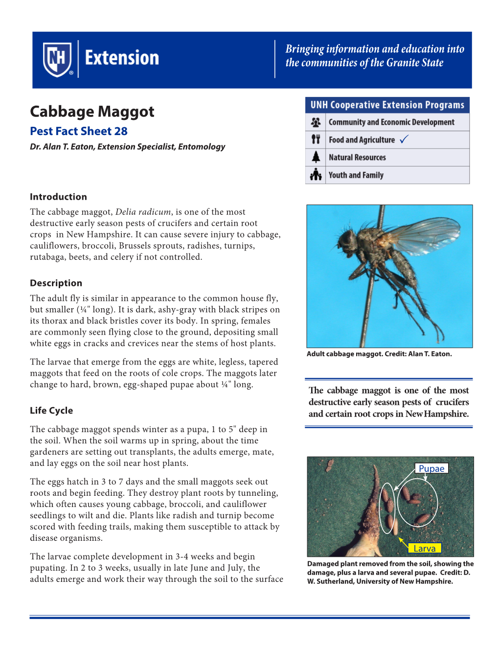 Cabbage Maggot Pest Fact Sheet 28 Dr