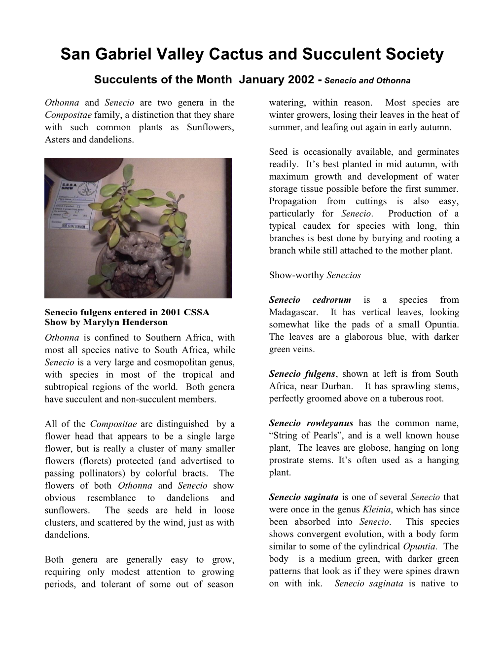 Succulents of the Month January 2002 - Senecio and Othonna