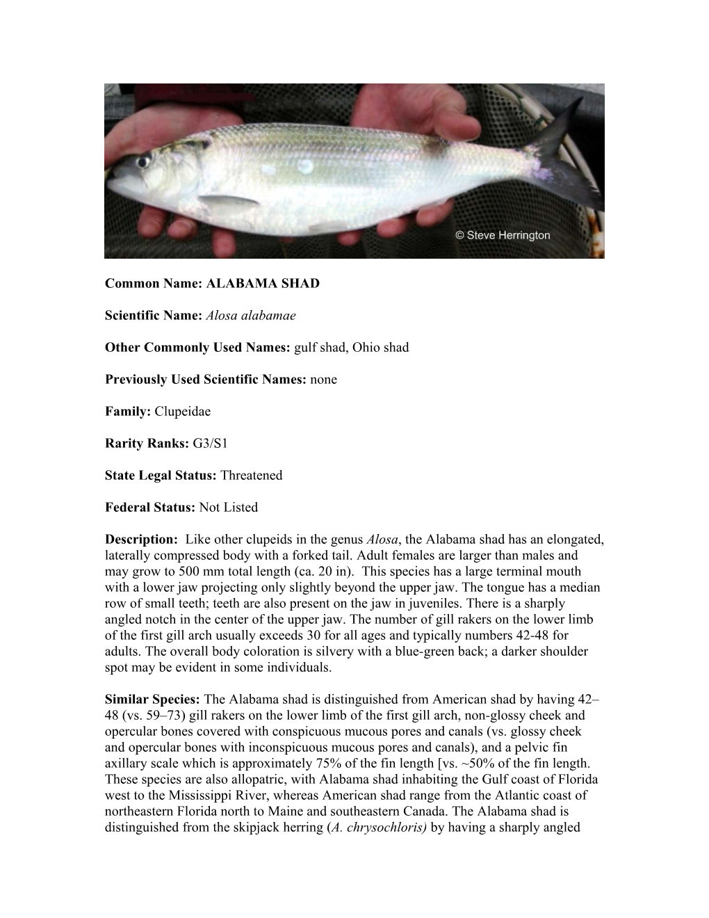 ALABAMA SHAD Scientific Name