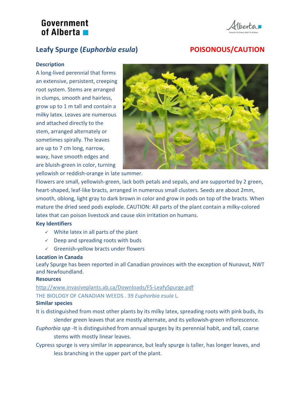 Leafy Spurge (Euphorbia Esula) POISONOUS/CAUTION