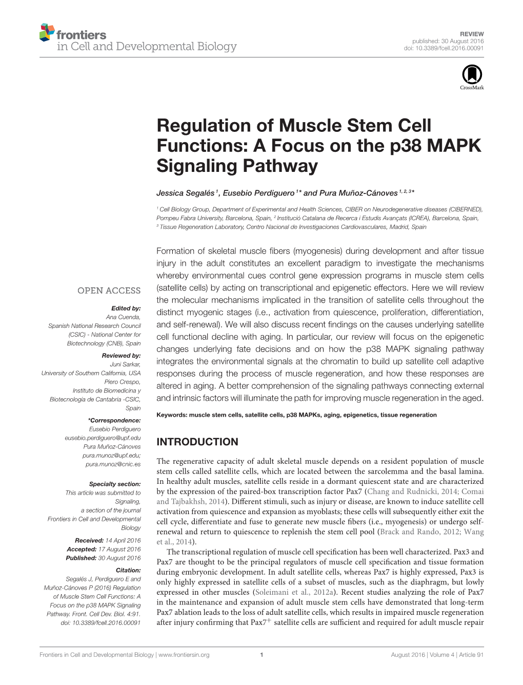 Regulation of Muscle Stem Cell Functions: a Focus on the P38 MAPK Signaling Pathway