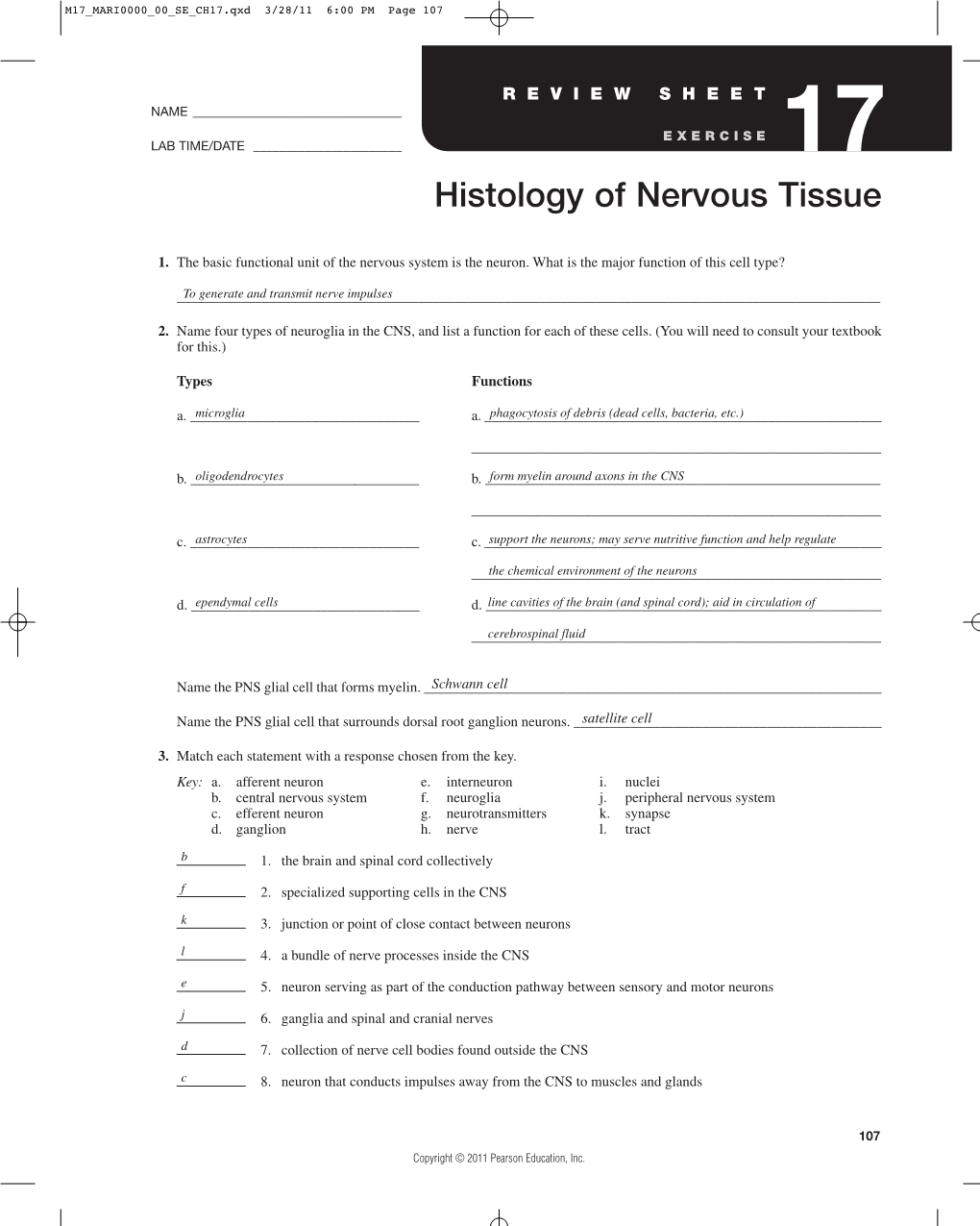 Histology of Nervous Tissue