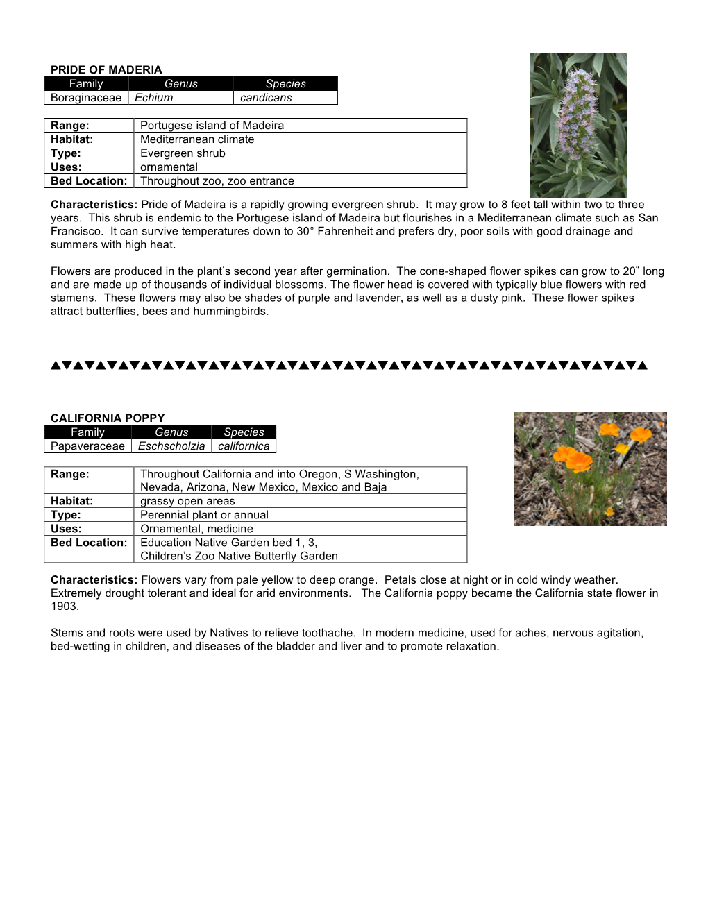 PRIDE of MADERIA Family Genus Species Boraginaceae Echium Candicans