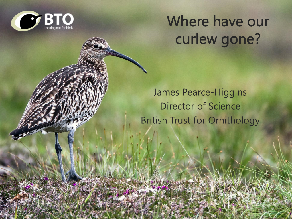 Where Have Our Curlew Gone?