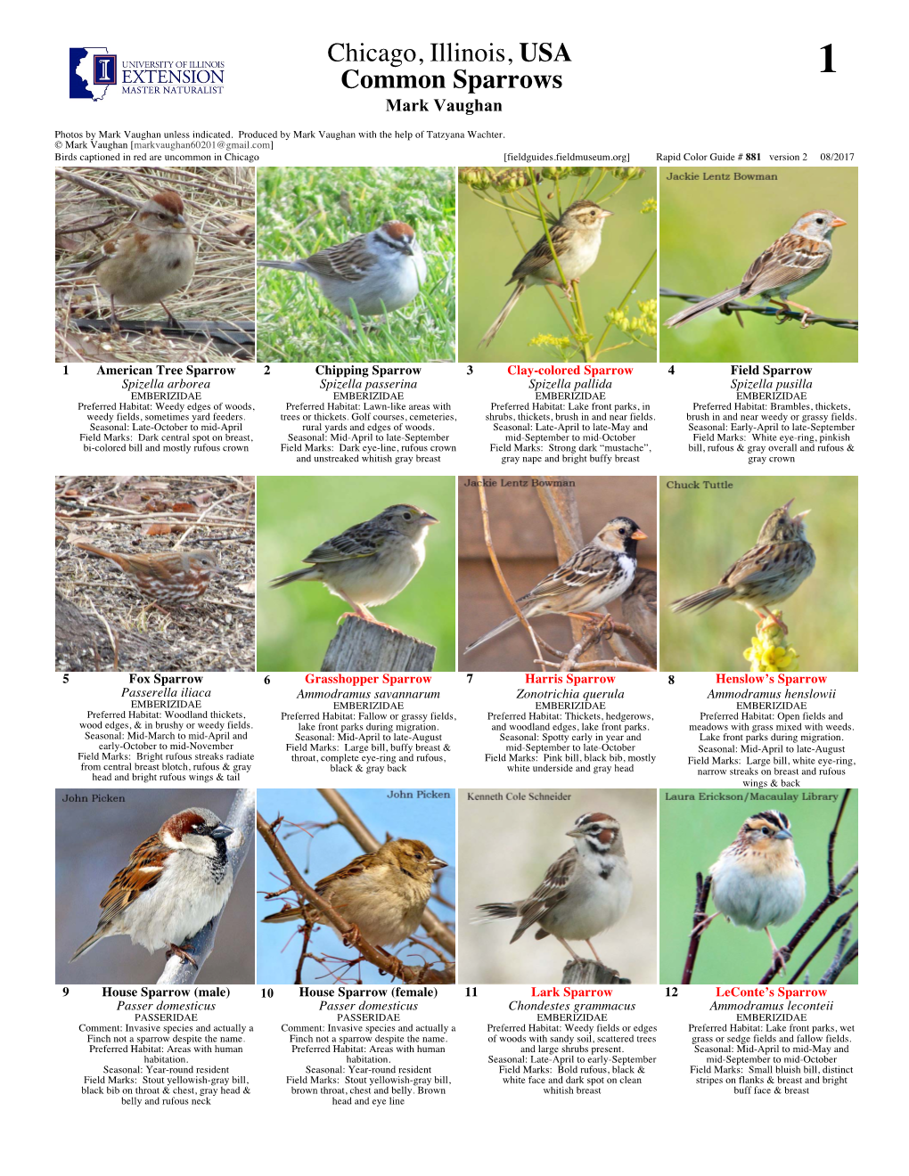 Chicago, Illinois, USA Common Sparrows 1 Mark Vaughan