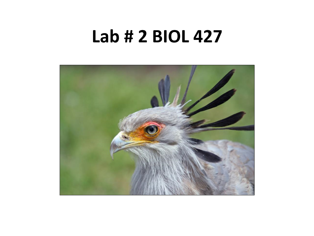 Lab # 2 BIOL 427 Falconiformes