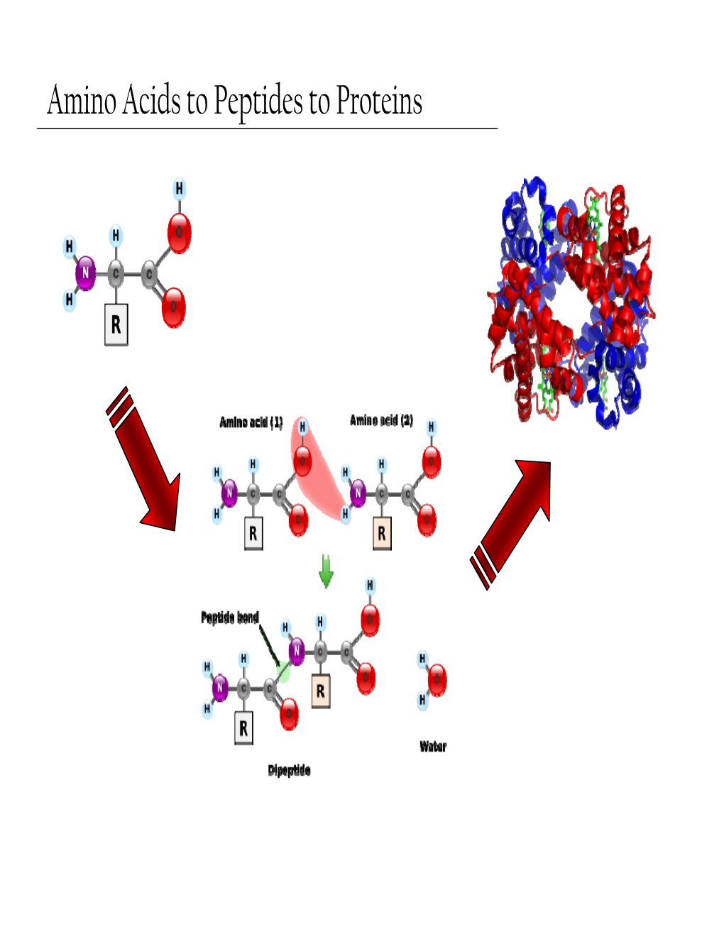 Amino Acids to Peptides to Proteins Last Time…