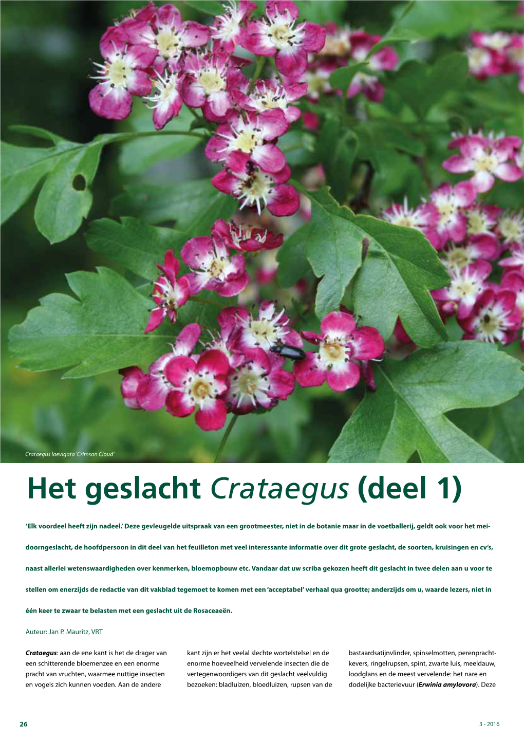 Het Geslacht Crataegus (Deel 1)