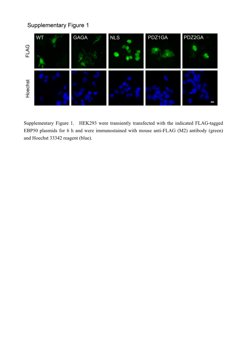 Supplementary Figure 1. HEK293 Were Transiently Transfected with The