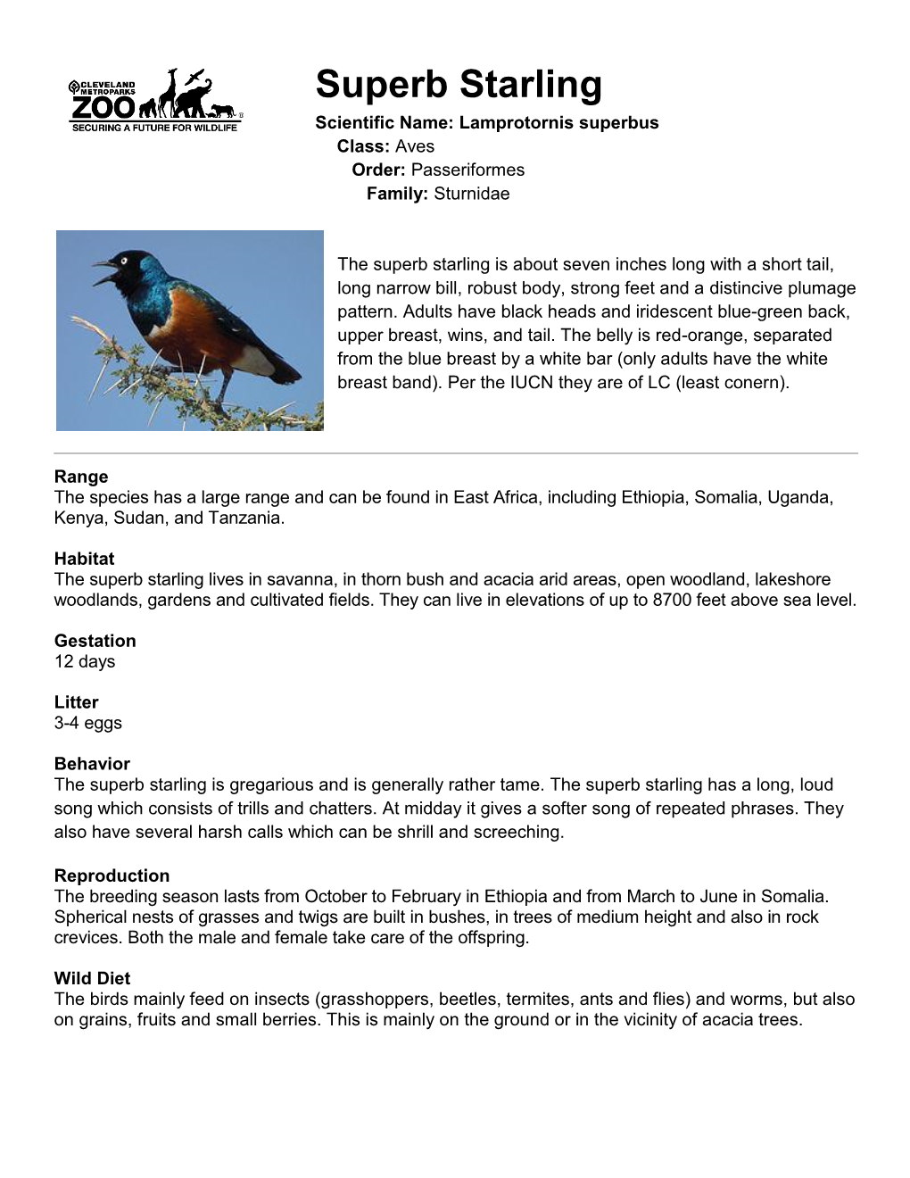 Superb Starling Scientific Name: Lamprotornis Superbus Class: Aves Order: Passeriformes Family: Sturnidae